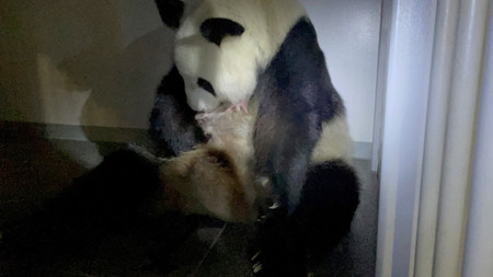 生まれた赤ちゃんを抱える上野動物園のジャイアントパンダ「シンシン」=23日午前(公益財団法人東京動物園協会提供)