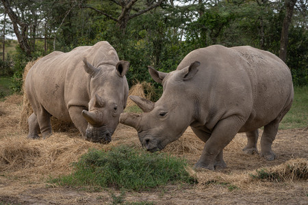 乱獲などで激減し、絶滅寸前のキタシロサイ(大阪大提供)