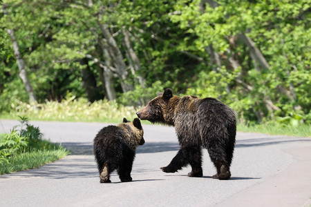 ヒグマの親子=2022年5月25日、北海道斜里町