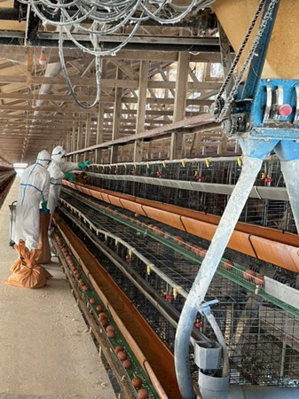 高病原性鳥インフルエンザの感染が確認された養鶏場で殺処分を行う埼玉県職員（埼玉県提供）