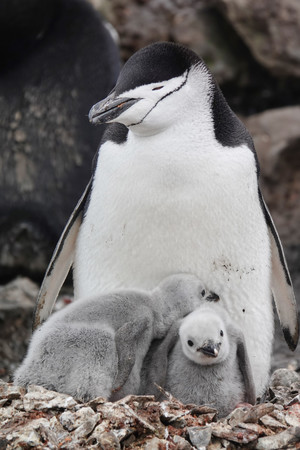 南極大陸付近に生息するヒゲペンギンの親子。親の睡眠は非常に細切れだと分かった（韓国極地研究所提供）