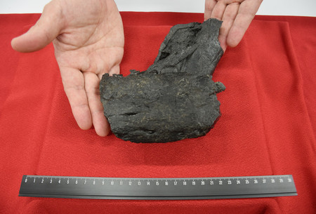 左右の骨が重なった状態で見つかったティラノサウルス科の下顎の化石＝１５日午後、熊本県天草市役所