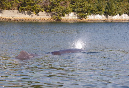 １月３０日に大阪湾で撮影されたクジラ（海上保安庁提供）