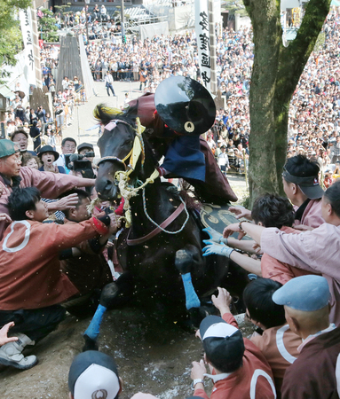 「上げ馬神事」で土壁を駆け上る馬＝２０１６年５月、三重県桑名市の多度大社