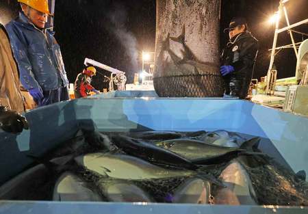 石川県珠洲市で震災後初となる定置網漁を再開し、ブリなどを水揚げする漁師ら＝２０２４年１月、同市の蛸島漁港