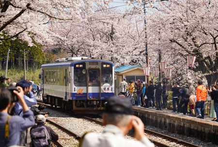 のと鉄道能登鹿島駅で、満開となった桜と列車を撮影する人々＝１３日、石川県穴水町