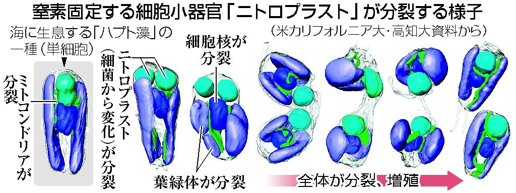 窒素固定する細胞小器官「ニトロプラスト」が分裂する様子
