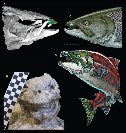 横向きの牙がある巨大サケの化石（写真左上、左下）と想像図（同右上・雄、右下・雌）（米プロスワン誌提供）