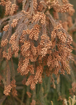 大量の花粉を蓄えたスギの雄花（資料）