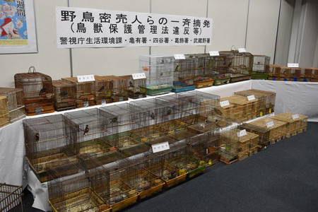 警視庁が押収した野鳥＝８日午前、東京都葛飾区の亀有署