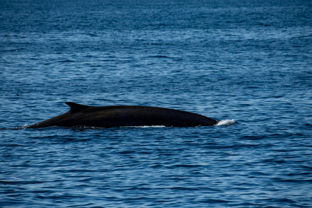 米マサチューセッツ州グロスター近くのメイン湾を泳ぐナガスクジラ（ＡＦＰ時事）