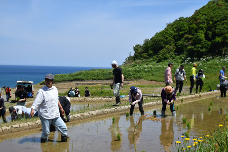 「白米千枚田」で能登半島地震後初めて行われた田植え＝１１日午前、石川県輪島市