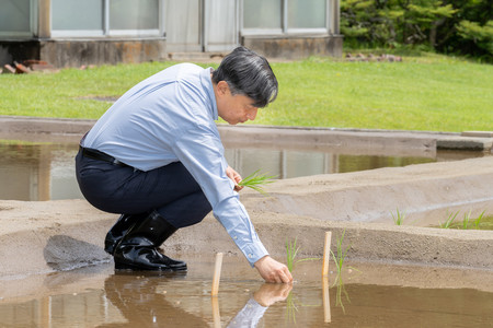 田植えをされる天皇陛下＝１４日午前、皇居・生物学研究所脇の水田（宮内庁提供）