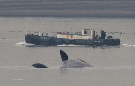 淀川河口付近に迷い込み、死んだことが確認されたクジラ＝２０２３年１月、大阪市内