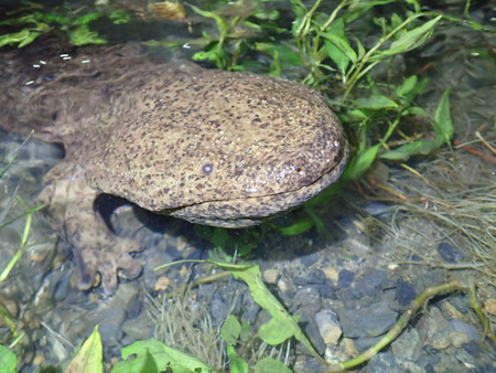 特定外来生物に指定されるチュウゴクオオサンショウウオと日本固有のオオサンショウウオの交雑種（自然環境研究センター提供）