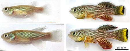 アフリカ原産で短命の小型淡水魚「ターコイズキリフィッシュ」の雌（写真上段左）と雄（同右）。下段は胚の遺伝子操作でそれぞれ卵子や精子をできなくした個体（石谷太大阪大教授提供）