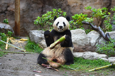 双子のジャイアントパンダ、シャオシャオ（雄）＝５月２０日、東京都台東区の上野動物園（公益財団法人東京動物園協会提供）