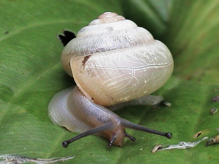 カタツムリ、どこへ？＝近畿では半数が絶滅危機―市街地化や乾燥原因と識者 | 時事通信ニュース