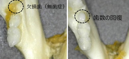 先天性無歯症で一部の歯がないマウスの口内（写真左）と、薬剤の投与により歯が回復したマウスの口内（北野病院提供）