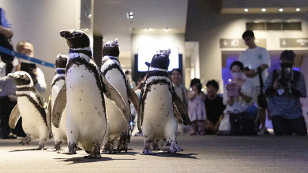 能登半島地震で被災した「のとじま水族館」に返されるのを前に、避難先のすみだ水族館で散歩の様子が一般公開されたマゼランペンギン＝２６日午前、東京都墨田区