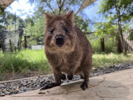 口元がにっこりと笑っているように見えるクオッカ＝埼玉県東松山市の埼玉県こども動物自然公園（同県提供）