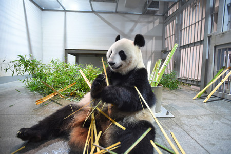 返還されることが決まった上野動物園のジャイアントパンダ「シンシン」＝１９日、東京都台東区（公益財団法人東京動物園協会提供）