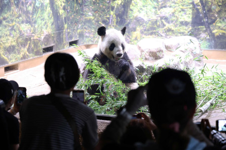 中国に返還される雄のジャイアントパンダ「リーリー」＝３１日午前、東京都台東区の上野動物園