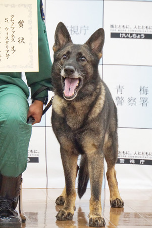 東京都青梅市の山中で認知症の高齢女性を発見した警視庁の警備犬クセノファネス号＝４日午後、青梅市