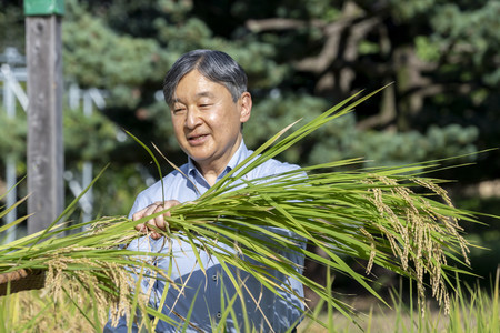 稲刈りをされる天皇陛下＝４日午後、皇居・生物学研究所脇の水田（宮内庁提供）