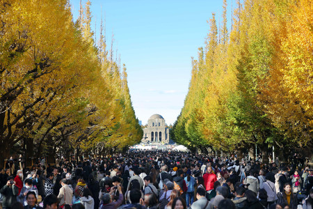 東京・明治神宮外苑のイチョウ並木＝２０１８年１１月