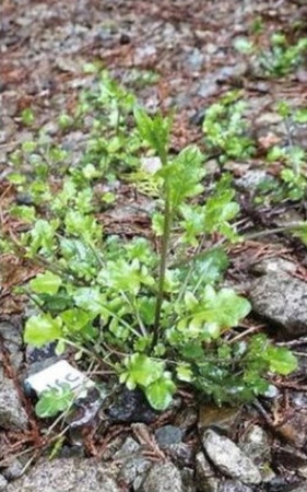 冬でも枯れないアブラナ科の常緑植物「ハクサンハタザオ」＝兵庫県多可町（京都大提供）