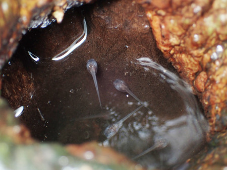 樹木のくぼみにたまった水の中を泳ぐアイフィンガーガエルのオタマジャクシ（名古屋大大学院の研究グループ提供）