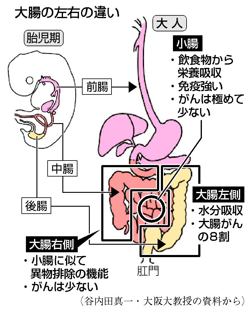 大腸の左右の違い