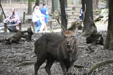 奈良公園に生息する雄ジカ＝５日、奈良市