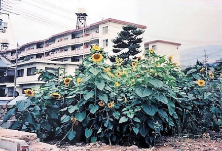 阪神大震災で亡くなった加藤はるかさんの自宅跡地に咲いたヒマワリ＝１９９５年、神戸市東灘区（ＮＰＯ法人「阪神淡路大震災１．１７希望の灯り」提供）