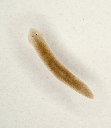 体を細かく切断しても再生する生物「プラナリア」(ナミウズムシ)(兵庫県立大大学院・梅園良彦教授提供)
