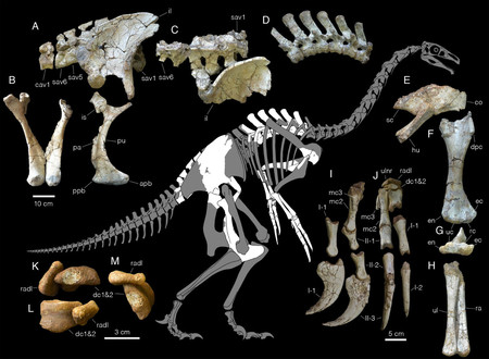 ゴビ砂漠で新種の化石恐竜発見＝ティラノサウルスと似た進化