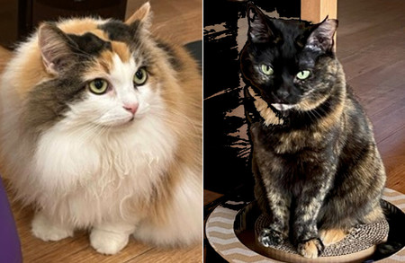 三毛猫（写真左）とサビ猫。オレンジか黒の毛色を切り替える遺伝子が発見された（九州大の佐々木裕之特別主幹教授提供）