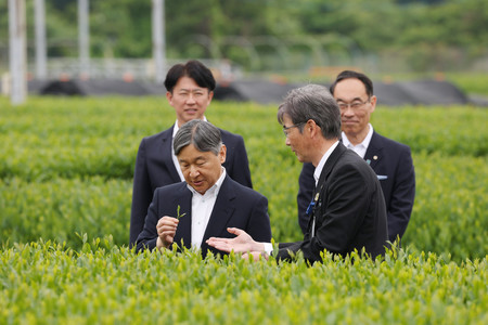 埼玉県茶業研究所の茶畑で、茶葉を摘まれる天皇陛下=24日午後、埼玉県入間市