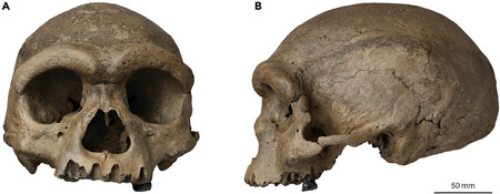 中国黒竜江省ハルビン市で見つかった少なくとも14万6000年前の頭骨化石。古脊椎動物古人類研究所がたんぱく質を抽出・解析し、デニソワ人と判明した(国際科学誌イノベーション提供)