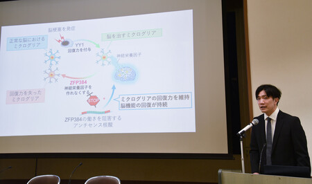 脳梗塞後の回復を持続させる薬剤候補をマウスで開発したと記者会見で説明する東京科学大の津山淳講師＝１３日、東京都文京区の東京科学大