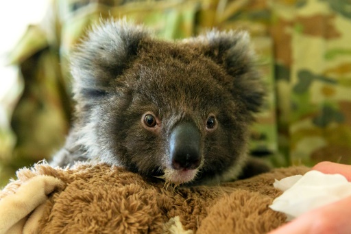 何者かがユーカリの森伐採 コアラ数十匹を安楽死 豪州 時事通信ニュース