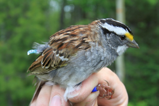 野鳥の鳴き声に変化 動物界の 口コミ現象 か カナダ 時事通信ニュース