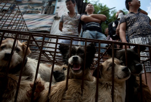 犬肉の取引を禁止 カンボジアの人気観光地シエムレアプ州 時事通信ニュース