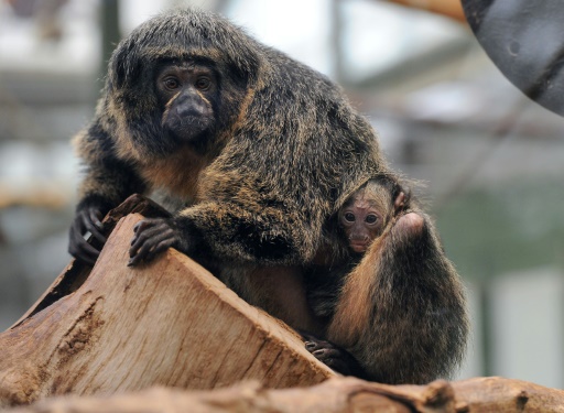 動物園のサル 森の音より交通騒音が好き 飼育環境改善へ実験 時事通信ニュース