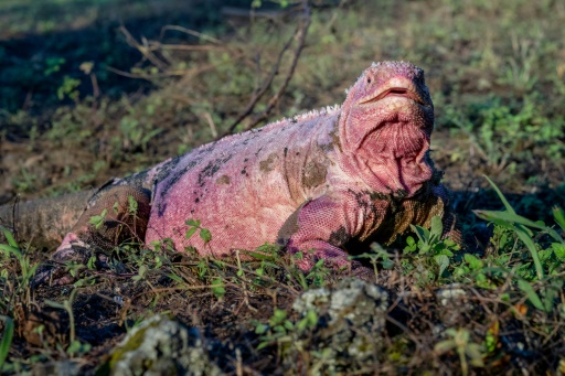 残りわずか２１１匹 ガラパゴス諸島のピンクイグアナ 個体数調査 時事通信ニュース