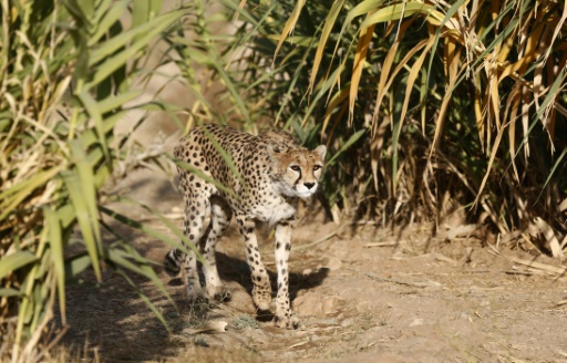 イラン生息のアジアチーター わずか１２頭に 時事通信ニュース