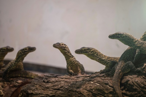 絶滅危惧のコモドドラゴン ２９匹誕生 インドネシア動物園 時事通信ニュース