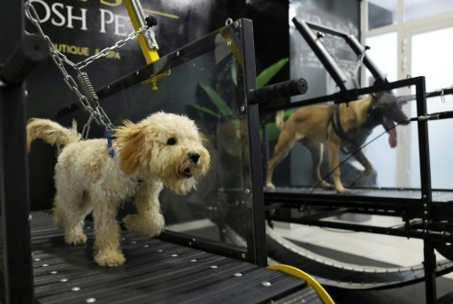 酷暑のｕａｅ 冷房の利いた犬用ジムが人気 時事通信ニュース