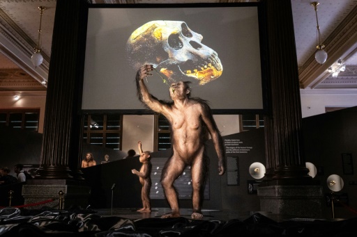 レア　繁栄崇拝物　象骨の男性原理人形　ポーパーンガン　象骨構築　魅力魅了恋愛人縁 人類の祖先ルーシーの骨格化石、チェコで展示 欧州初 | 時事通信